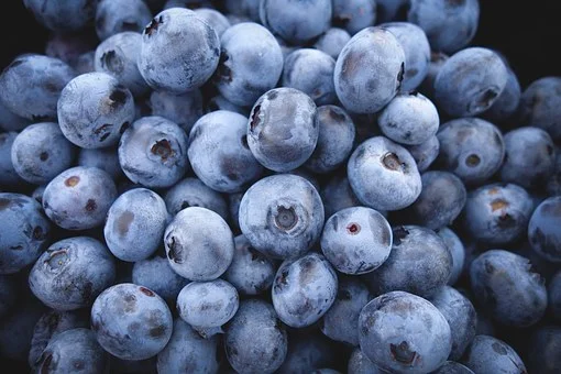blueberries-690072__340