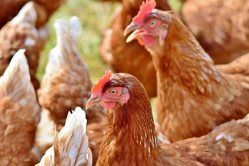 chicken-3587380__340