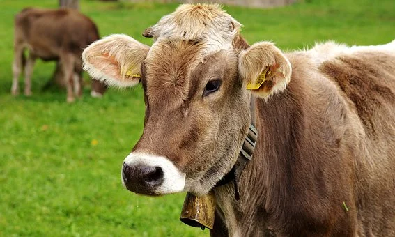 cow-3089259__340-dairy
