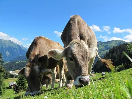 cows-203460__340-dairy