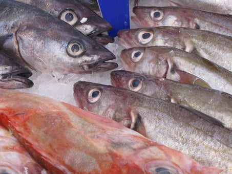 fish-214850__340-fisheries