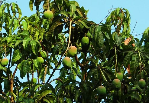 mango-tree-321075__340-fruit