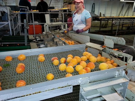 produce-448536__340-processed-food