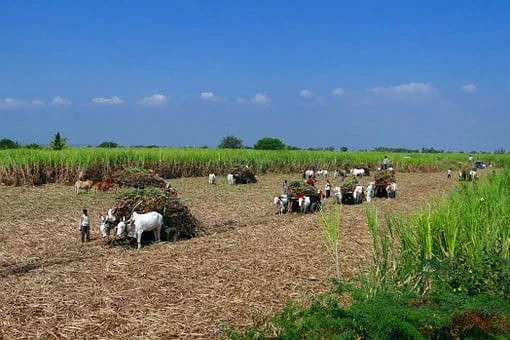 sugarcane-223437__340