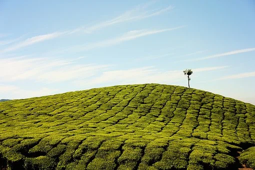 tea-plantation-1850217__340
