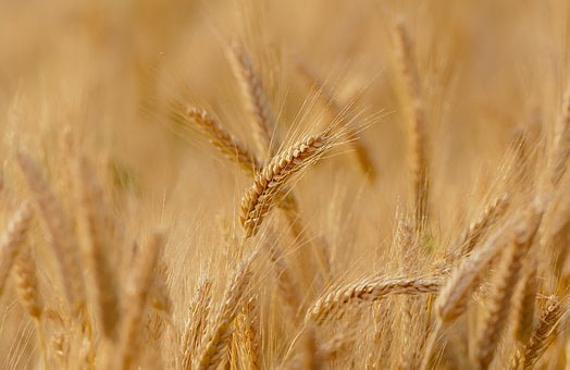 wheat-3241114__340-cereal