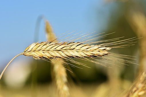 wheat-3492291__340-cereal