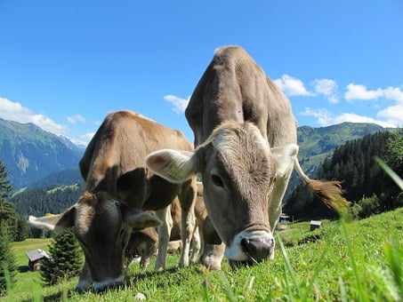 cows-203460__340-dairy