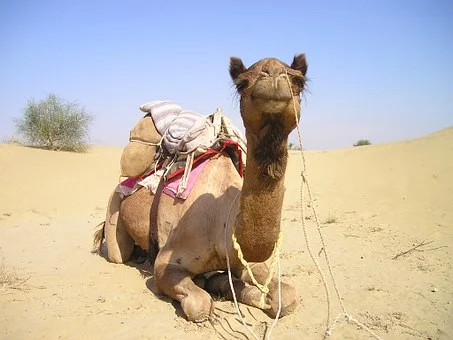 amul-camel1