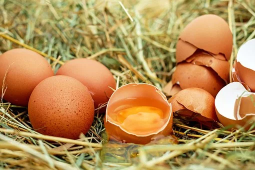 egg-1510449__340