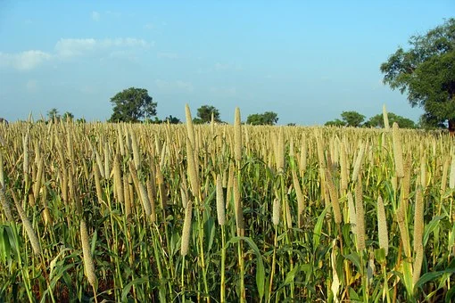 millet3