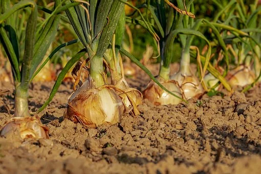 onion-3540502__340