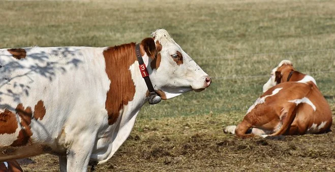 cow-3632310__340-dairy