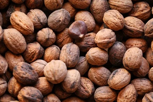 walnut