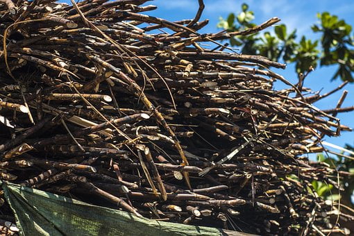 sugarcane-2433390__340