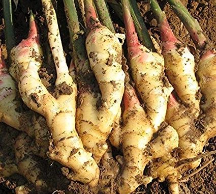 gingerseeds