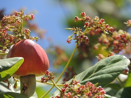 cashew-2698659__340-dryfruit