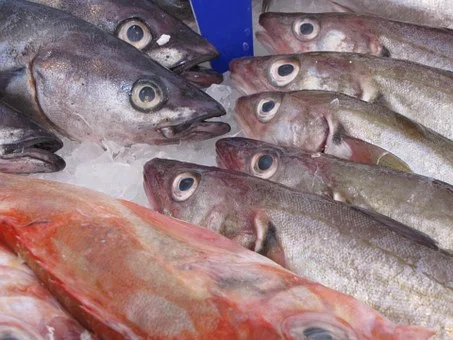fish-214850__340-fisheries